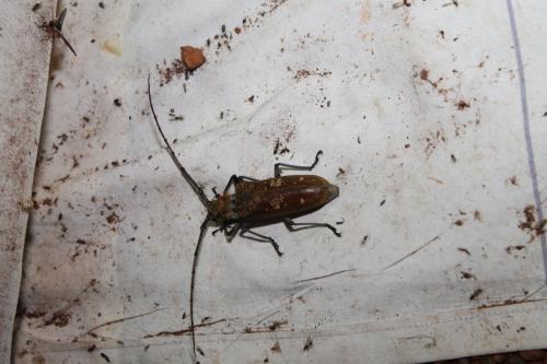 Batocera wyliei