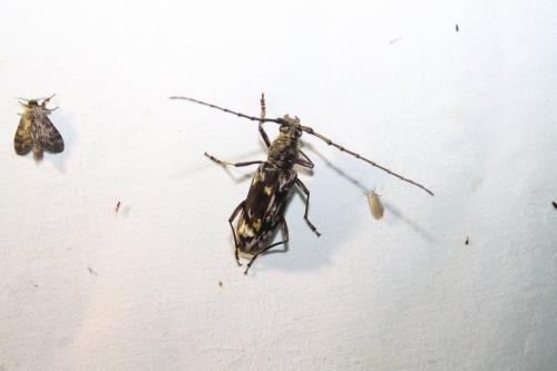 Pachydissus camerunicus