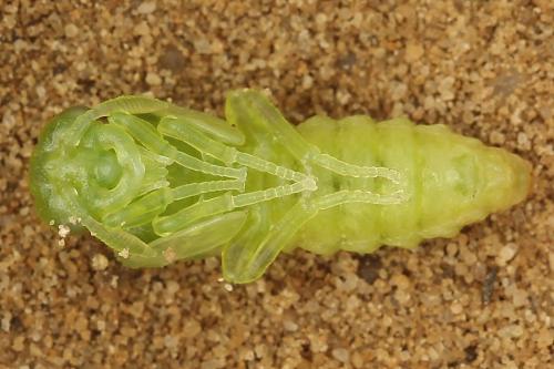Réf. 249 986 : Megalodontes spiraeae