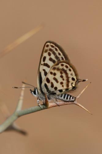 Tarucus rosaceus