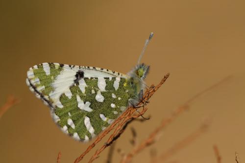 Réf. 249 068 : Euchloe crameri
