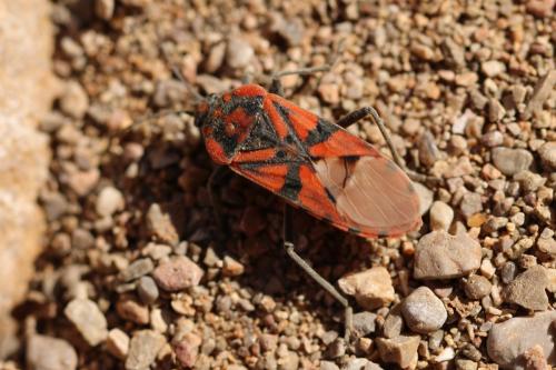 Réf. 249 088 : Spilostethus pandurus