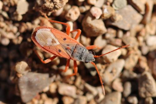 Réf. 249 086 : Cosmopleurus fulvipes