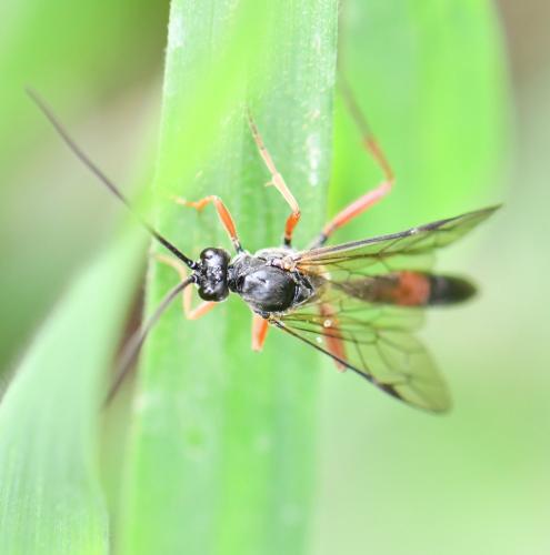 Réf. 249 948 : Ctenopelmatinae inconnu