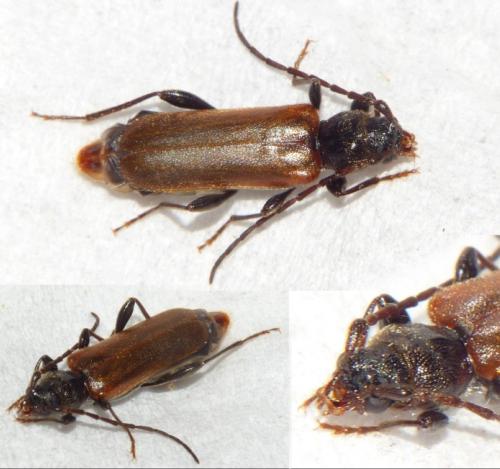 Phymatodes testaceus