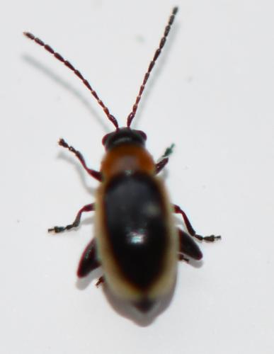 Longitarsus dorsalis
