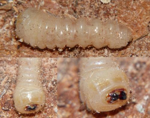 Réf. 249 488 : Phymatodes testaceus
