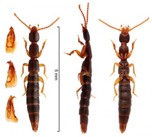 Lathrobium longulum