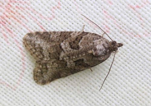 Réf. 249 842 : Cnephasia sp.