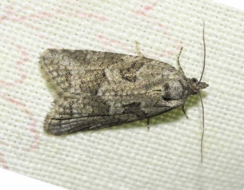 Réf. 249 841 : Cnephasia sp.