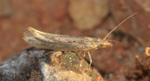 Plutella xylostella