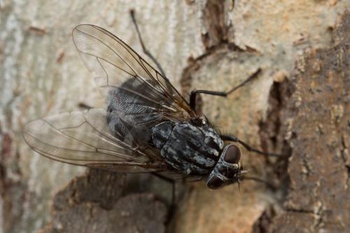 Polietes sp.