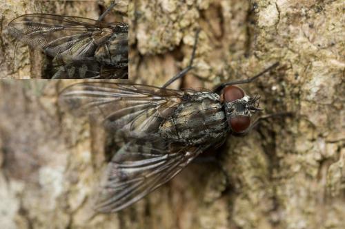 Réf. 249 123 : Dasyphora albofasciata