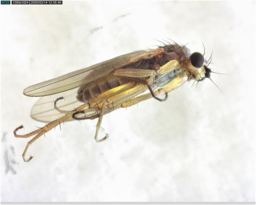 Réf. 249 848 : Lonchoptera lutea