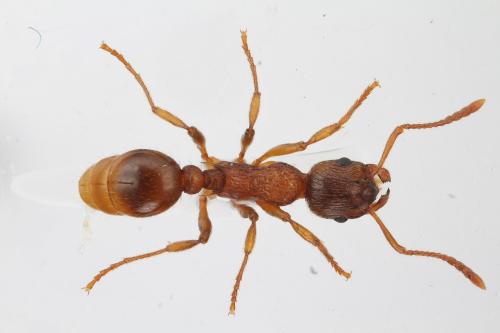 Réf. 249 682 : Myrmica ruginodis