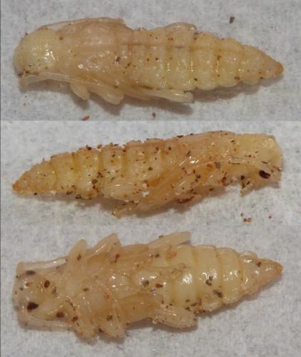 Réf. 249 489 : Phymatodes testaceus