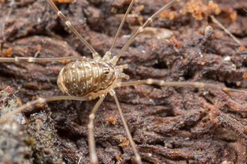 Réf. 249 023 : Leiobunum blackwallii