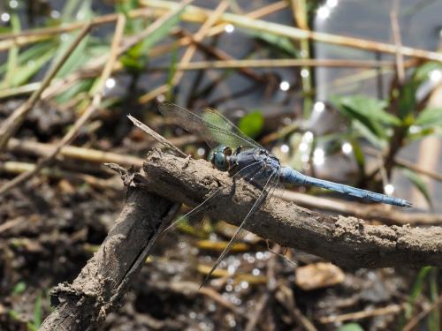 Réf. 249 781 : Orthetrum chrysostigma