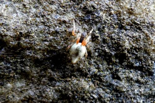 Réf. 249 618 : Cyclosa conica