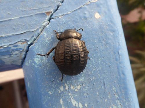 Réf. 249 268 : Pimelia rugosa