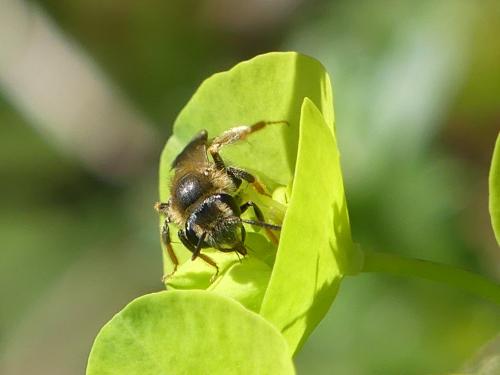 Réf. 249 634 : Andrena sp.