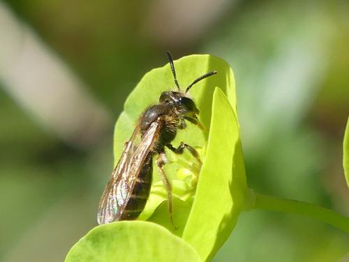 Réf. 249 633 : Andrena sp.