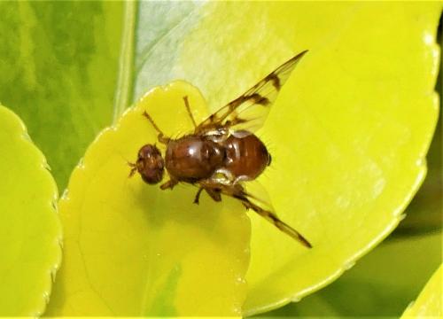 Chetostoma curvinerve
