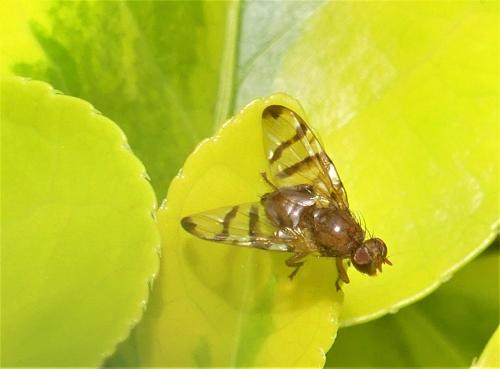 Chetostoma curvinerve
