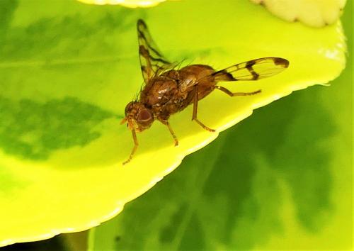 Chetostoma curvinerve