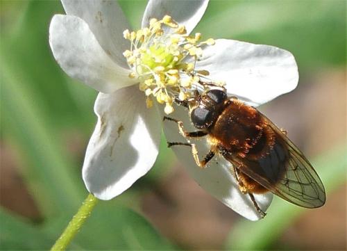 Cheilosia chrysocoma