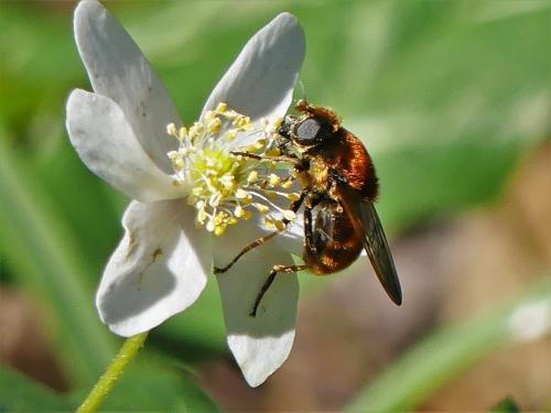 Cheilosia chrysocoma