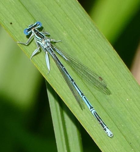 Platycnemis pennipes