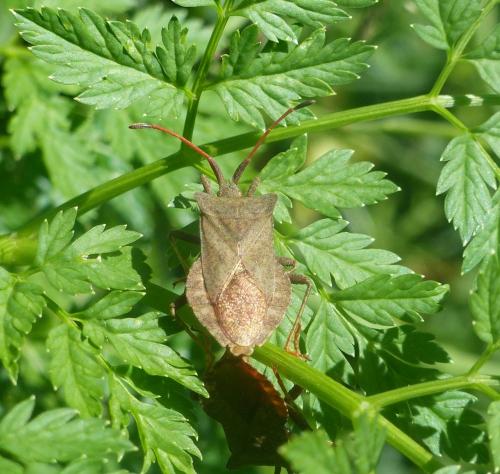 Réf. 249 673 : Coreus marginatus