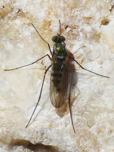 Liancalus virens