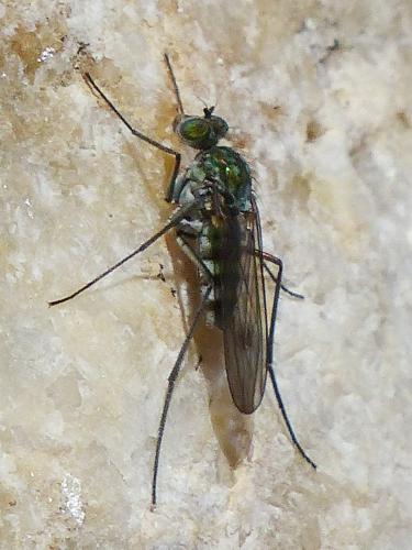 Liancalus virens