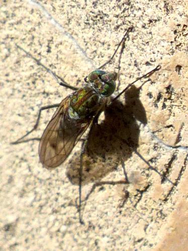 Liancalus virens