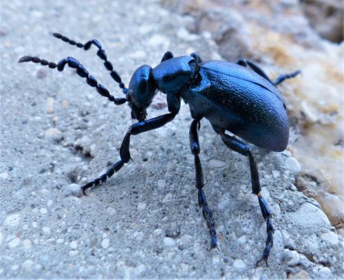 Réf. 249 148 : Meloe violaceus