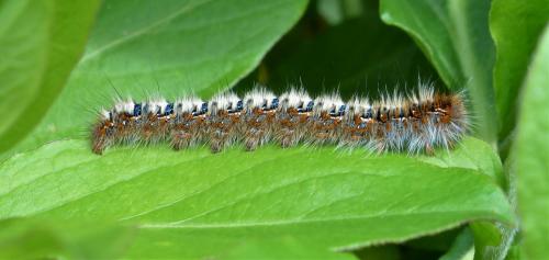 Lasiocampa quercus