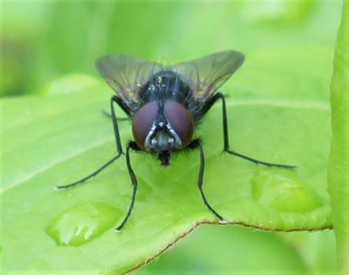 Réf. 249 785 : Hydrotaea sp.