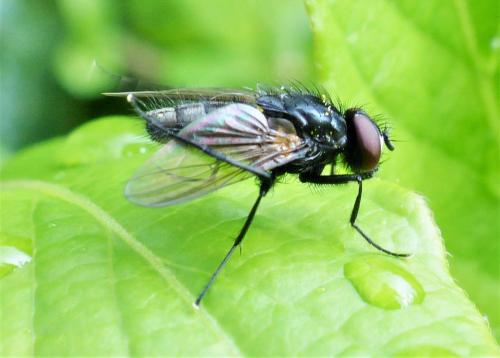 Réf. 249 784 : Hydrotaea sp.