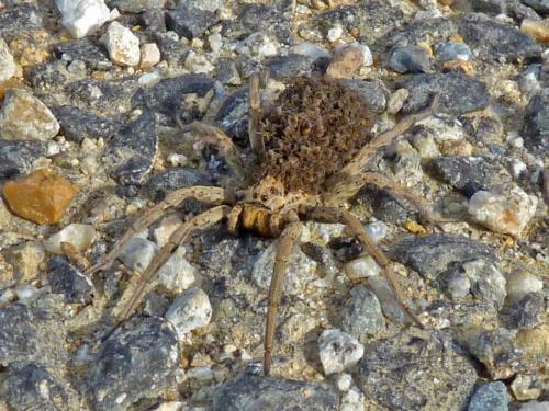 Réf. 249 545 : Hogna radiata