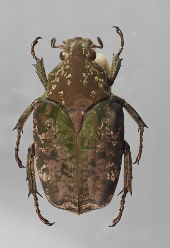 Pseudinca sp.
