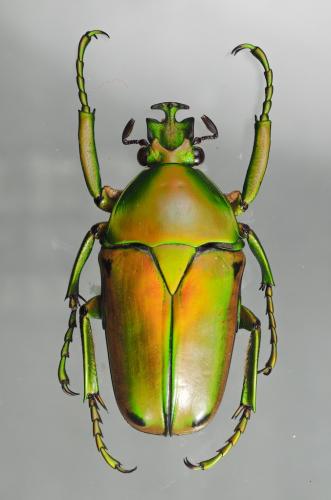 Eudicella aurata