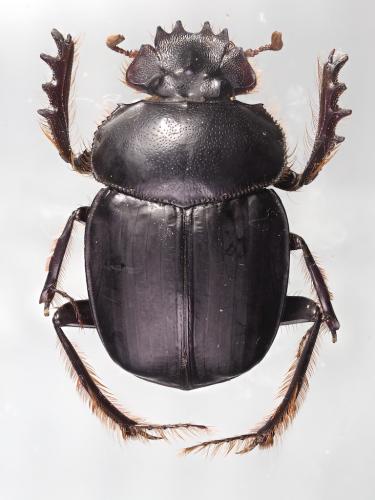 Scarabaeus cristatus