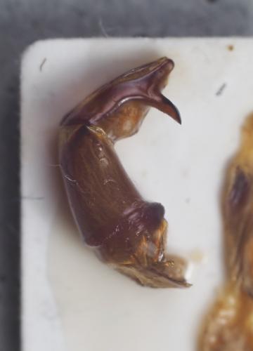 Scarabaeus cristatus