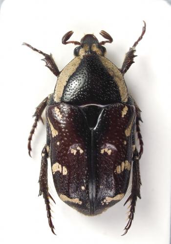 Stalagmosoma cynanki