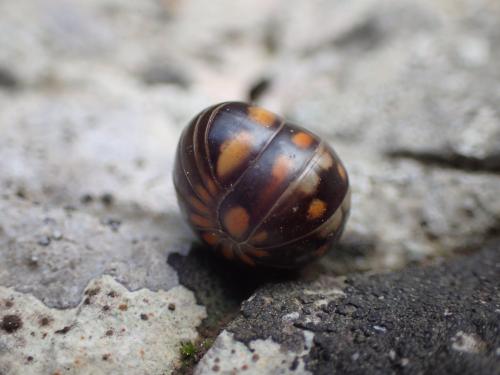 Glomeris esterelana