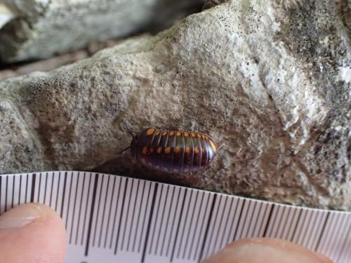 Glomeris esterelana