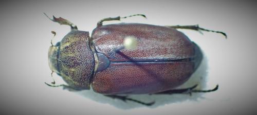 Afrolepis pygidialis