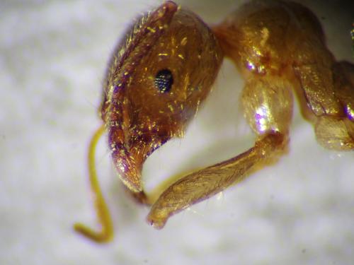 Aphaenogaster dulcineae